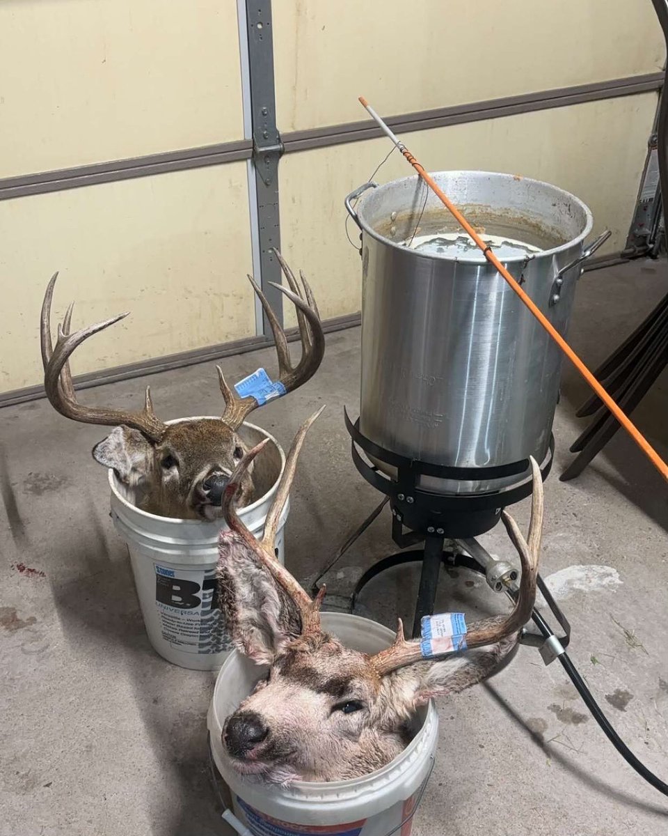ZachCole23's tweet photo. Been a busy deer season for Uncle Zach’s Taxidermy! I have always done European mounts for my deer, but a few years ago I started doing some for a couple of my close friends. I enjoy helping them out and getting to see their bucks get on the wall! #EuroMount #Taxidermy https://t.co/F9ichZKiI8