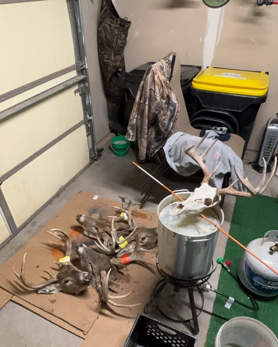 ZachCole23's tweet photo. Been a busy deer season for Uncle Zach’s Taxidermy! I have always done European mounts for my deer, but a few years ago I started doing some for a couple of my close friends. I enjoy helping them out and getting to see their bucks get on the wall! #EuroMount #Taxidermy https://t.co/F9ichZKiI8