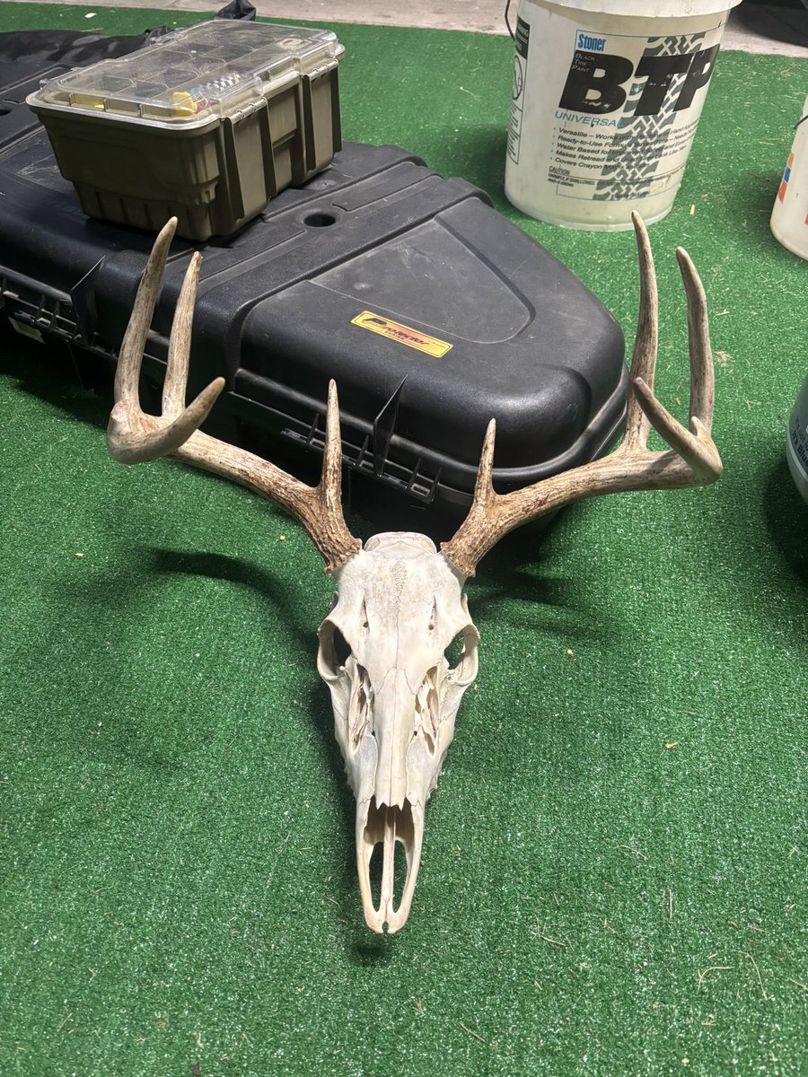 ZachCole23's tweet photo. Been a busy deer season for Uncle Zach’s Taxidermy! I have always done European mounts for my deer, but a few years ago I started doing some for a couple of my close friends. I enjoy helping them out and getting to see their bucks get on the wall! #EuroMount #Taxidermy https://t.co/F9ichZKiI8