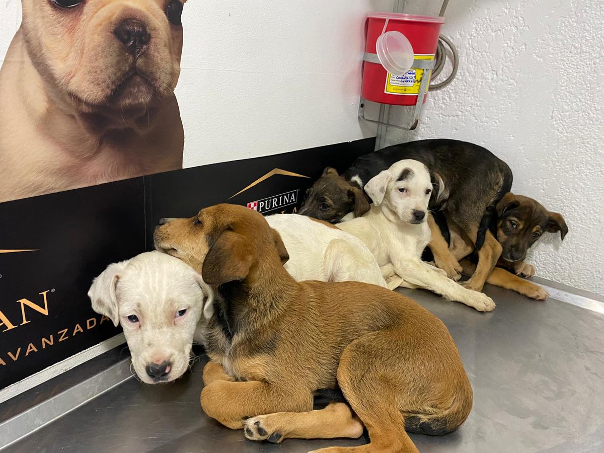 FundacionLucila's tweet photo. 🆘 LOS ESTAMOS PERDIENDO🆘 

Continuamos con la epidemia de moquillo y tenemos una perrita en fase neurológica 😭 hemos gastado más de 2millones en medicamentos y en la veterinaria todavía debemo $1,000,000 💔😔.

Acudimos a ustedes solicitando ayuda para poder pagar la deuda y https://t.co/5Fzul9ZJ1q