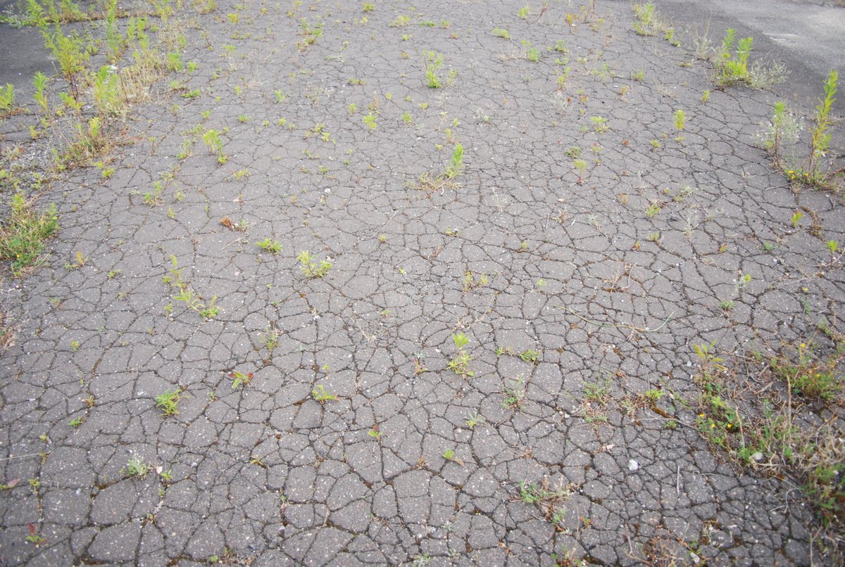 "Ich will schon lange Mitglied werden, die Bundestagswahl ist endlich der Anlass, das Vorhaben umzusetzen." Viele neue Gesichter beim 
Neumitgliedertreffen von @gruene_leipzig mit <a href="/miocuoreribelle/">Jess❤️‍🩹🌻 #NichtMeinKanzler</a>, <a href="/Shelly_Pond/">Chantal Schneiß</a> und <a href="/PaulaPiechotta/">Dr. Paula Piechotta MdB - auch auf Bluesky</a>.
Grüner Aufbruch: unterm Asphalt liegt die Wiese.