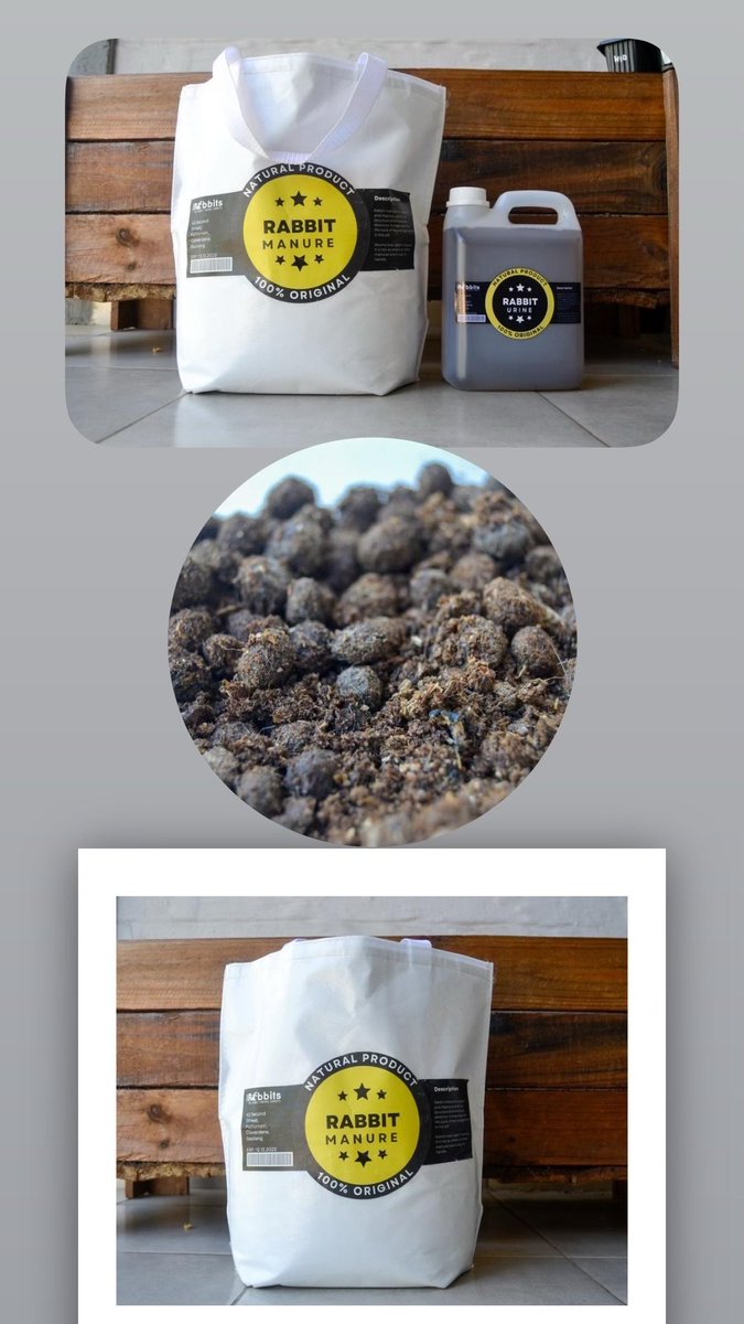 RPreneurs's tweet image. Rabbit manure and urine are on demand…..for indoor plants and backyard garden or you can buy as a gift 
Applying rabbit manure and urine to soil can be beneficial for plant growth due to their high nutrient content. 
#LetsFarmWithRabbits