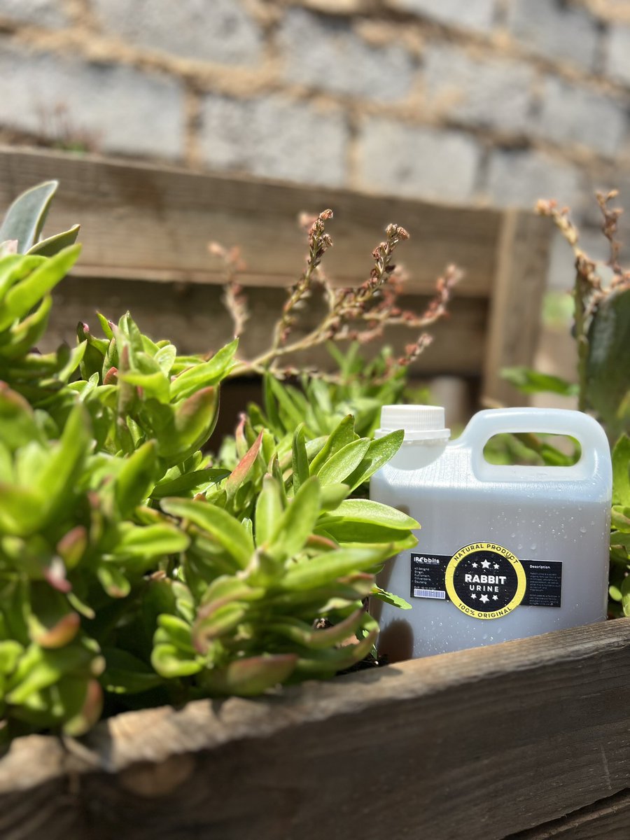 RPreneurs's tweet image. Rabbit manure and urine are on demand…..for indoor plants and backyard garden or you can buy as a gift 
Applying rabbit manure and urine to soil can be beneficial for plant growth due to their high nutrient content. 
#LetsFarmWithRabbits