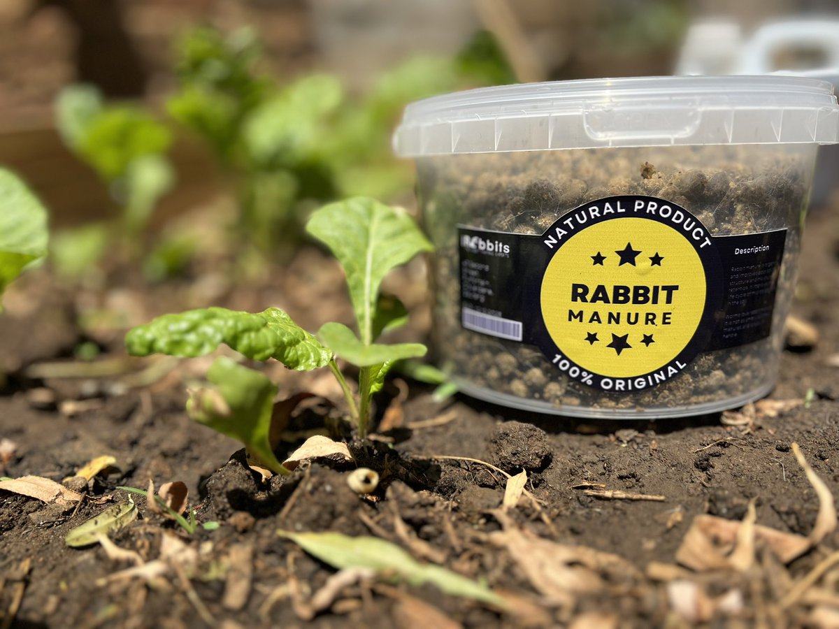 RPreneurs's tweet image. Rabbit manure and urine are on demand…..for indoor plants and backyard garden or you can buy as a gift 
Applying rabbit manure and urine to soil can be beneficial for plant growth due to their high nutrient content. 
#LetsFarmWithRabbits