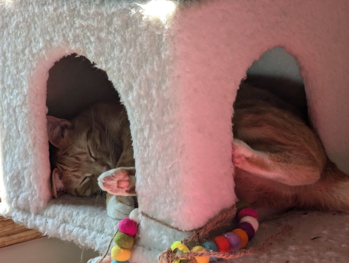 TransRightsAreHumanRights tweet media