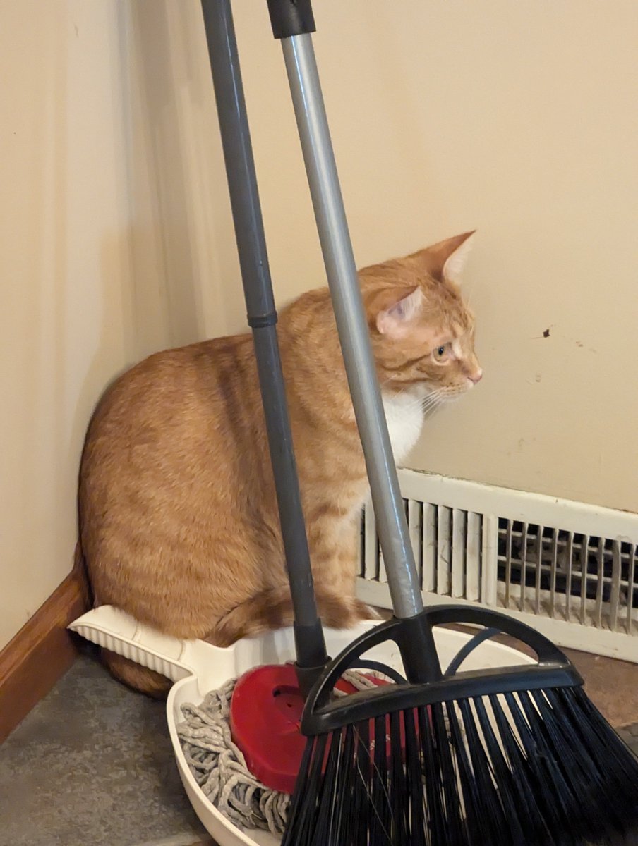 TransRightsAreHumanRights tweet media