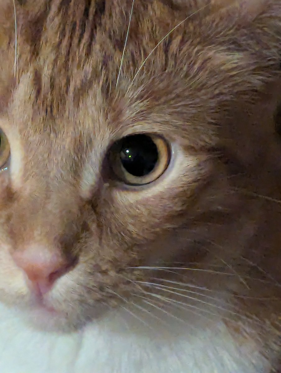 TransRightsAreHumanRights tweet media