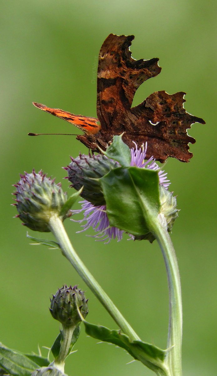 chrisk_nature's tweet photo. Comma Butterfly
- earlier this year
#CommaButterfly #Butterfly #insect #wildlife #NatureBeauty #naturelovers #wildlifephotography #TwitterNatureCommunity https://t.co/OzXDmtueHd