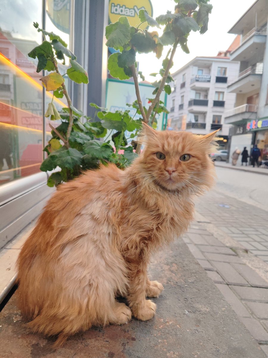 Lokantanın önünde bekliyormuş bir yıldır. Evden atılmış.
Çok zayıf ve sevgi dolu bir can.
Bir ümit belki yuvası olur.

Zonguldak Devrek 

0553-646-8440