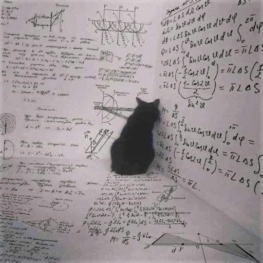 Black cats are not bad luck tweet media