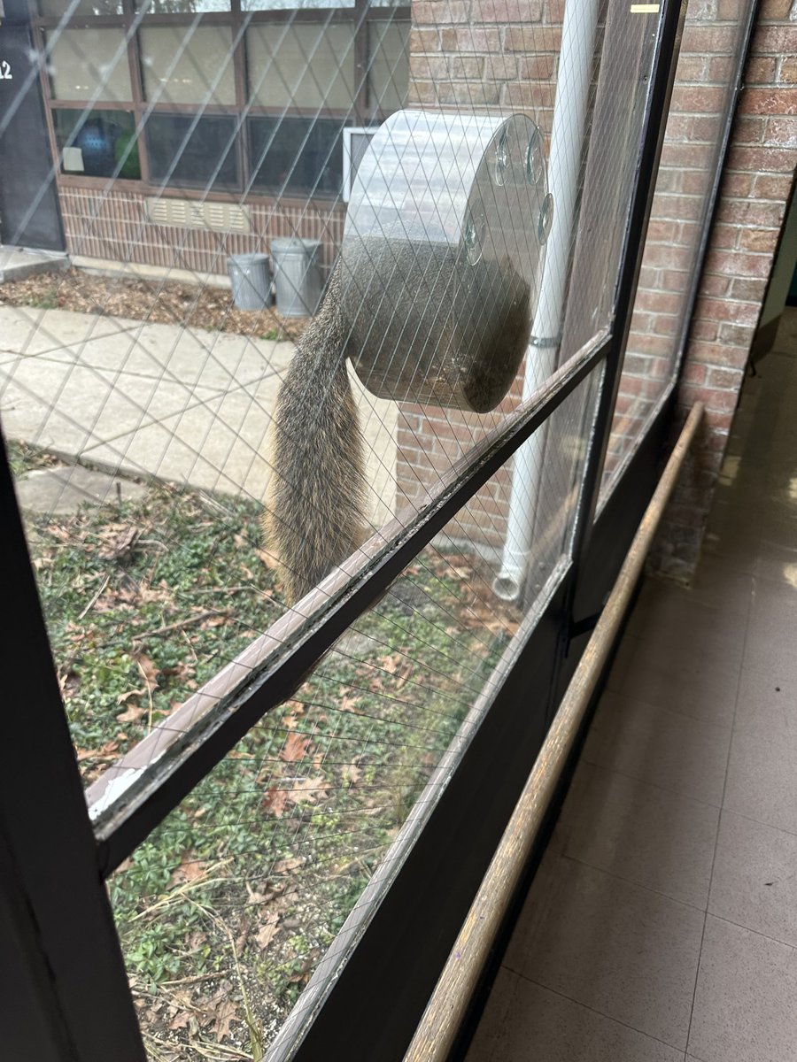 Christia Butler she/her/hers (@a2specedteach) on Twitter photo In our little <a href="/A2Abbot/">Abbot School</a> habitat/wild garden area we have bird feeders which the squirrels love. They chow down in these window feeders but never let us get close. Recently they have gotten braver and keep eating even when you're close! <a href="/A2schools/">A2 Public Schools</a> In our little <a href="/A2Abbot/">Abbot School</a> habitat/wild garden area we have bird feeders which the squirrels love. They chow down in these window feeders but never let us get close. Recently they have gotten braver and keep eating even when you're close! <a href="/A2schools/">A2 Public Schools</a>