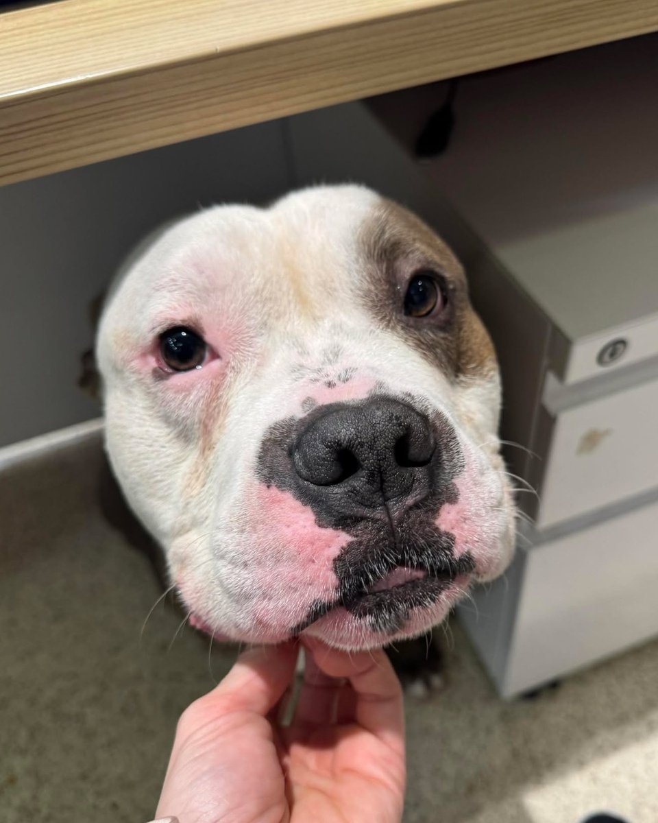 ASPCA's tweet photo. Make a difference this holiday season 🐾 Join us Dec 14th at the ASPCA Adoption Center in NY for our Adoption Event &amp; Donation Drive. See adoptables or donate items to help our mission. Read more ▶ https://t.co/zI4PeDyeYG https://t.co/KZyODgNemu