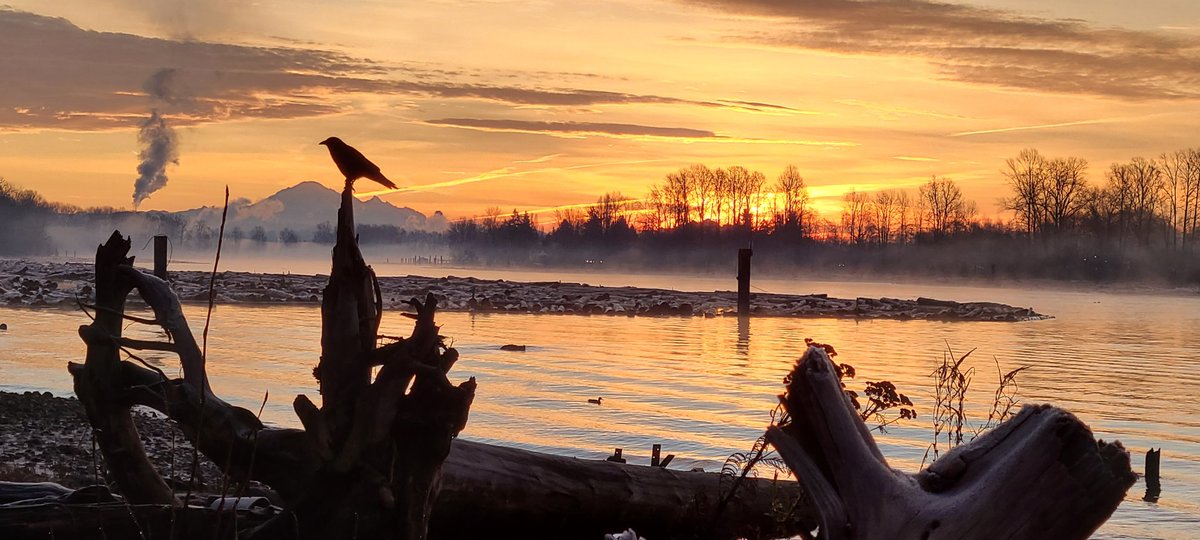howyougo's tweet photo. Good morning Tuesday!
#sunrise #frost #GoodMorning #bcstormwatch #Tuesday #fog  #Vancouver #FraserRiver #clouds  #StormHour #crow #colourfulfall #WinterIsComing #mtbaker #onacleardayyoucanseeforever #Westcoast #ShareYourWeather https://t.co/HqxoxM8UOX