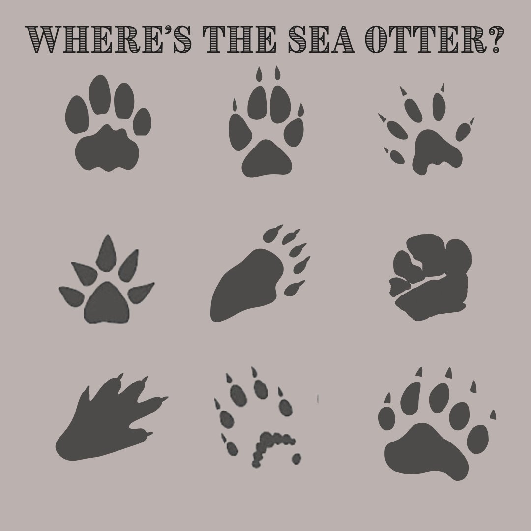 SeaOtterSavvy's tweet photo. How are your tracking skills? Can you find the #seaotter amongst the others? We don't usually think about 🦦tracks, but they do haul out onshore-add your guess below and why (consider what you know about a 🦦 front paw) checking your answer. #seaottersavvy #trackingtuesday https://t.co/HNhmVjziqu