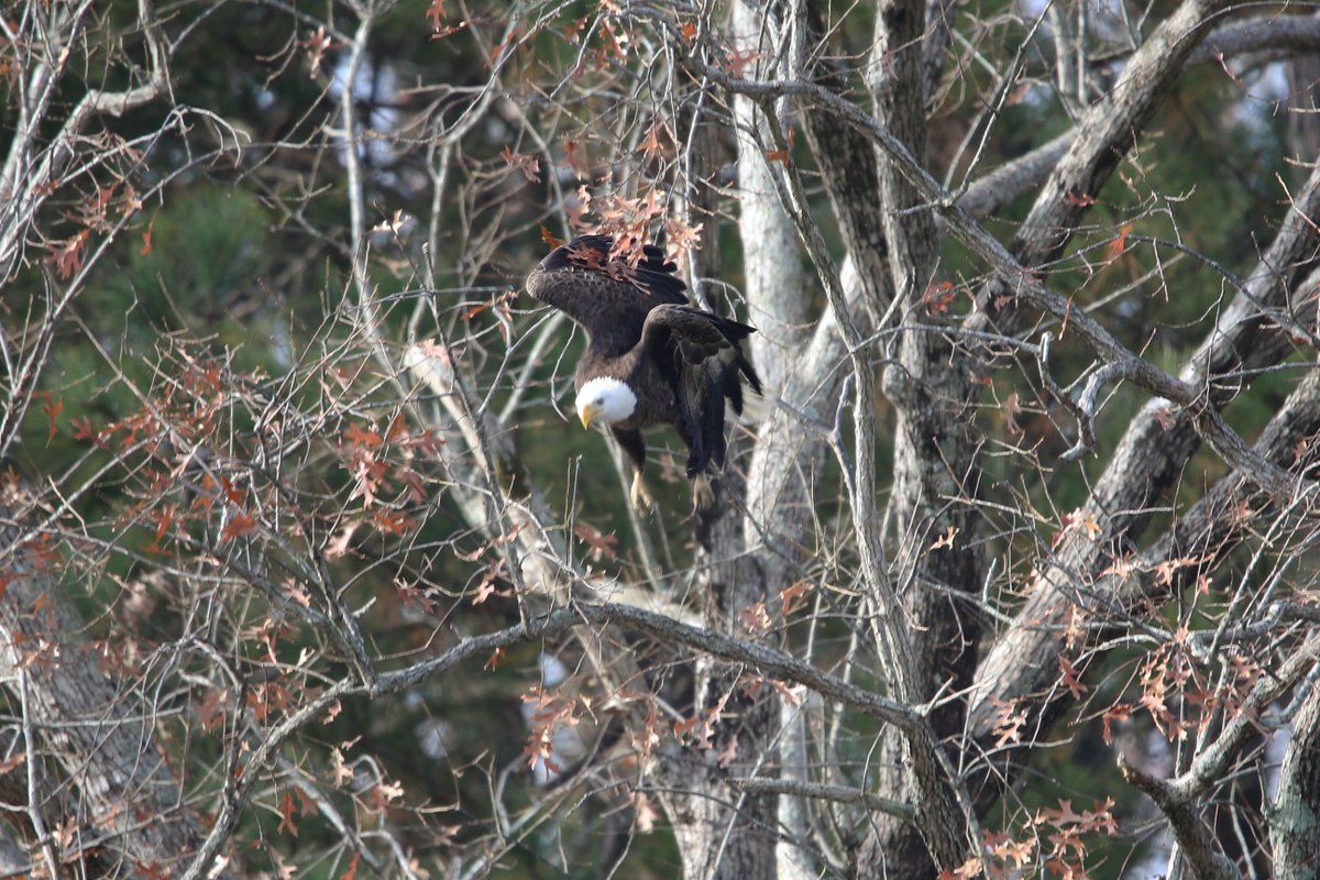 Rudi1031's tweet photo. Eagle at Timberneck Creek. @GloMtwsGJ @gloquips @13NewsNow @virginianpilot @BirdWatchDaily @VLMuseum https://t.co/nKiYyU1x4S