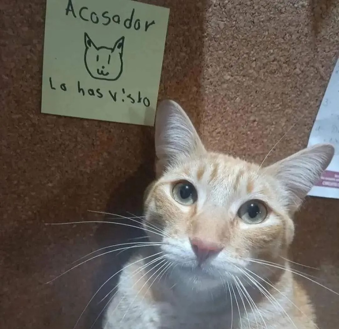 Punch Cat (@punchingcat) on Twitter photo 