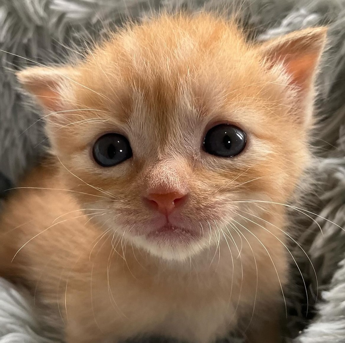 Punch Cat tweet media