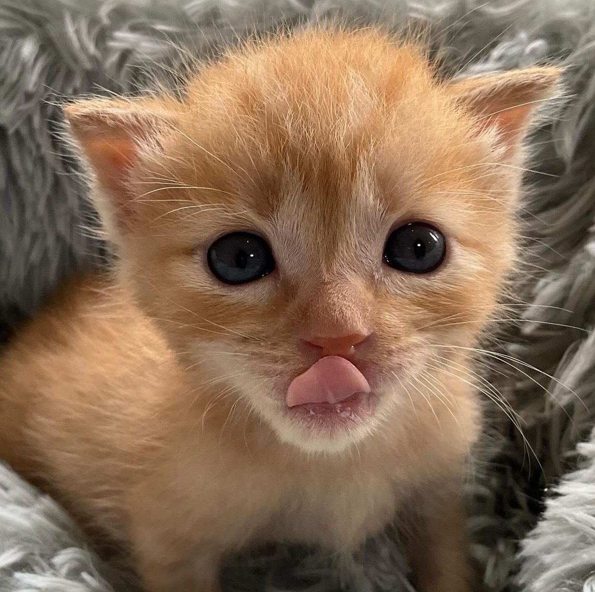 Punch Cat tweet media