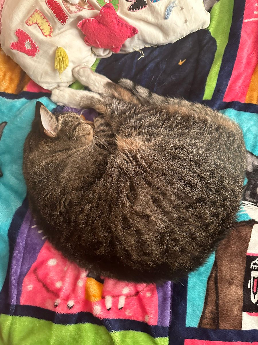 PatrushkaBZ's tweet photo. Cuando la temperatura es muy baja, los gatos duermen más tiempo del  habitual para ahorrar energía. Tequila es un claro ejemplo... https://t.co/tBloorHBdJ