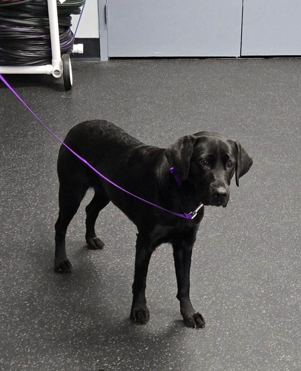 MaggieMaumee's tweet photo. Day 2 training with Salsa! #wearemaumee #facilitydog #pantherpawsprogram @maumee_schools https://t.co/8XU1vKORAj