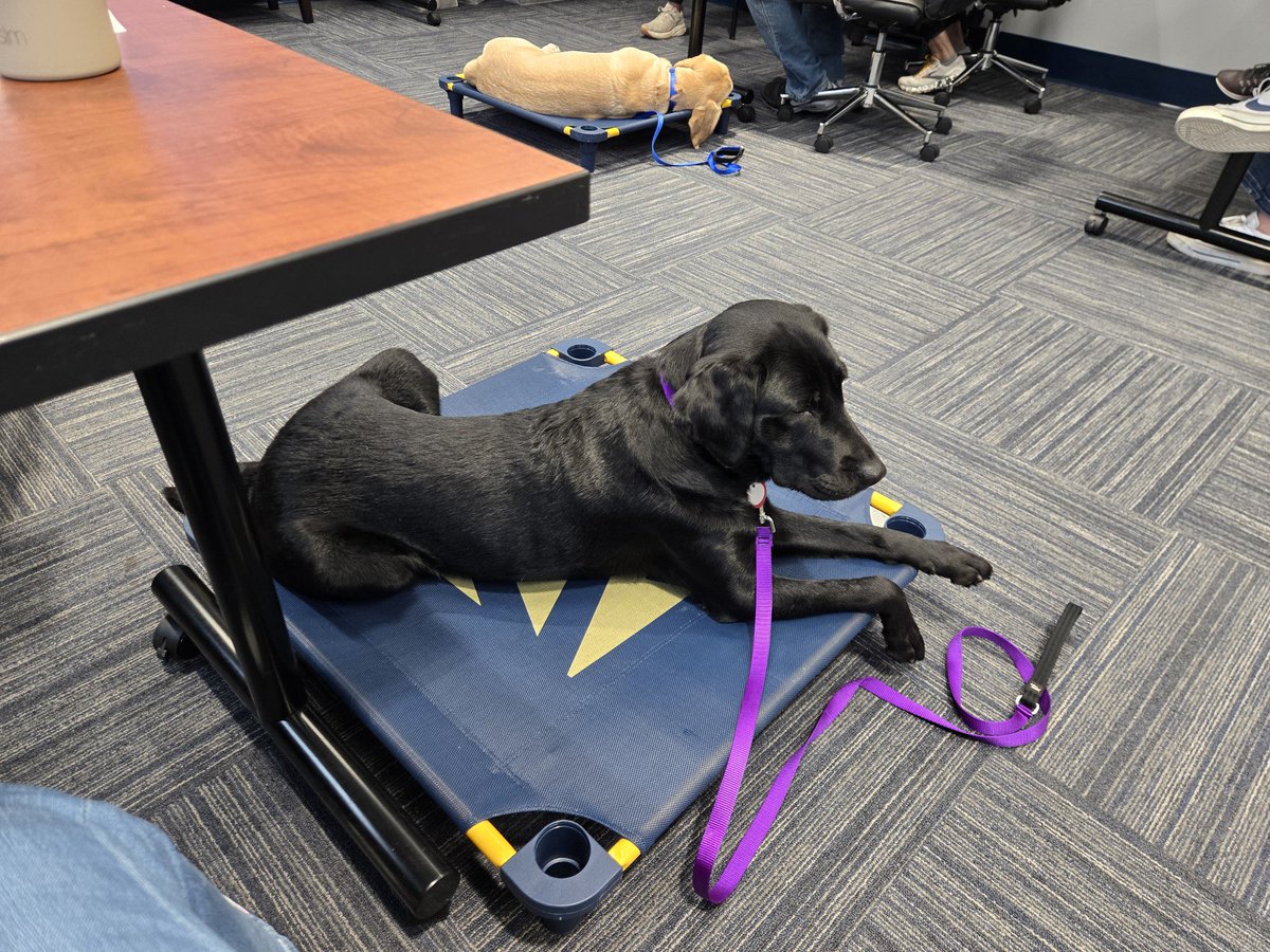 MaggieMaumee's tweet photo. Day 2 training with Salsa! #wearemaumee #facilitydog #pantherpawsprogram @maumee_schools https://t.co/8XU1vKORAj