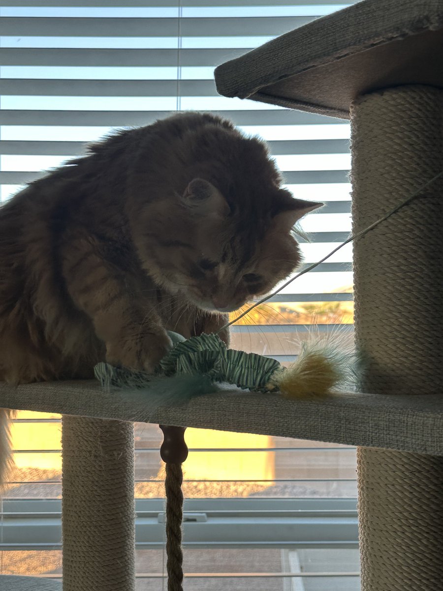 Back home playing on his cat tree, hasn’t forgiven me yet