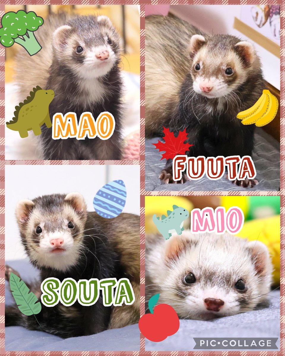 ham_mpk_hmfsm's tweet image. \でっち🦖/おりこうえらいのつよつよおねーちゃん🥦
\ふーたん🍁/モチモチボディの優しいおにーちゃん🍌
\オイラ🍃/ホゲ顔イケメンの元気っ子🥚
\みっみ🦕/クリクリおめめの甘えんぼ🍎
