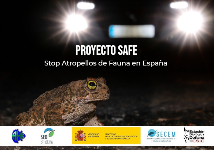 MaD_OnTheRoad's tweet photo. Mientras esperamos la publicación del informe sobre el #ProyectoSAFE, ya hemos dado el siguiente paso: arranca #SAFE2, nuevamente financiado por @mitecogob! Pronto compartiremos más detalles! @CarlosR18339245 @arvicolasapidus @revilla_eloy @ebdonana #RoadEcology https://t.co/cXfkxp5YXT