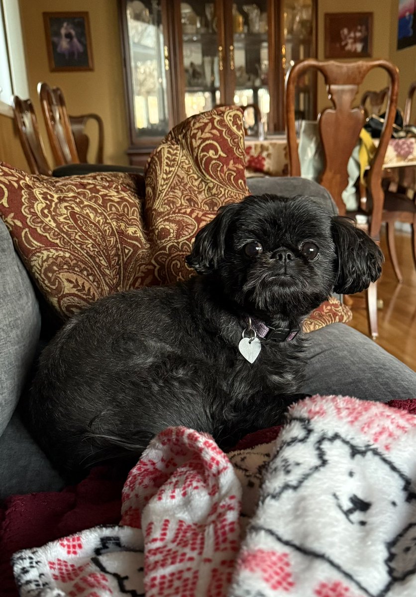 LizzyShatz's tweet photo. @kellymarklive @KellyRipa your Luna looks exactly like my Piper!! https://t.co/3kE2Nmnpkf