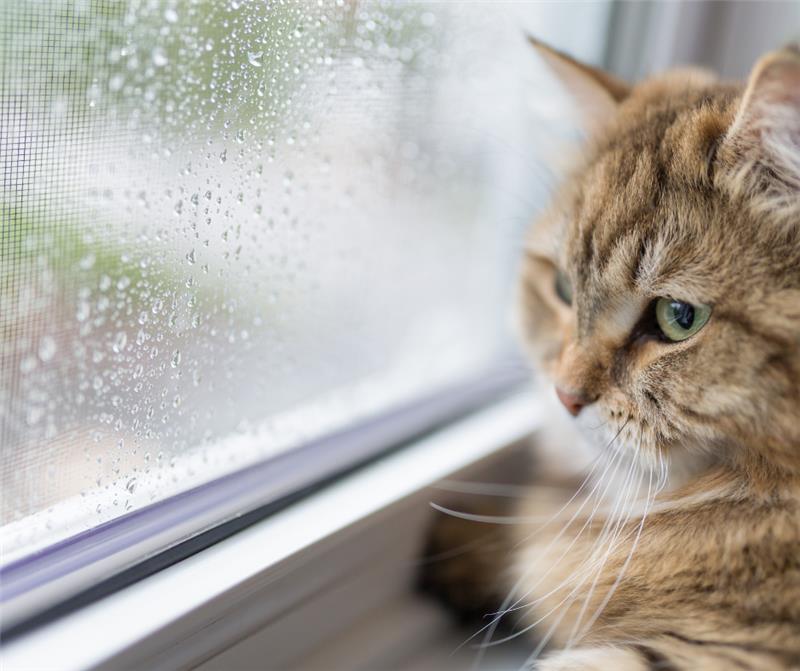 CityofVancouver's tweet image. Effective July 1, 2025, expanded rainwater management regulations will apply to all new buildings — including low-density developments like single-family homes, duplexes, and multiplexes. 🌧️ 🏡 

Learn more ➡️ bit.ly/3Zmue40 

#RainwaterManagement