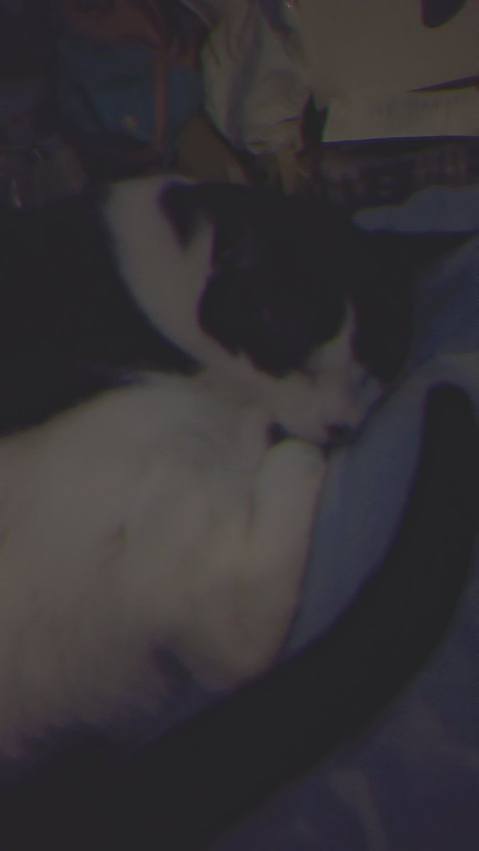 Love this cat with all my heart❤️