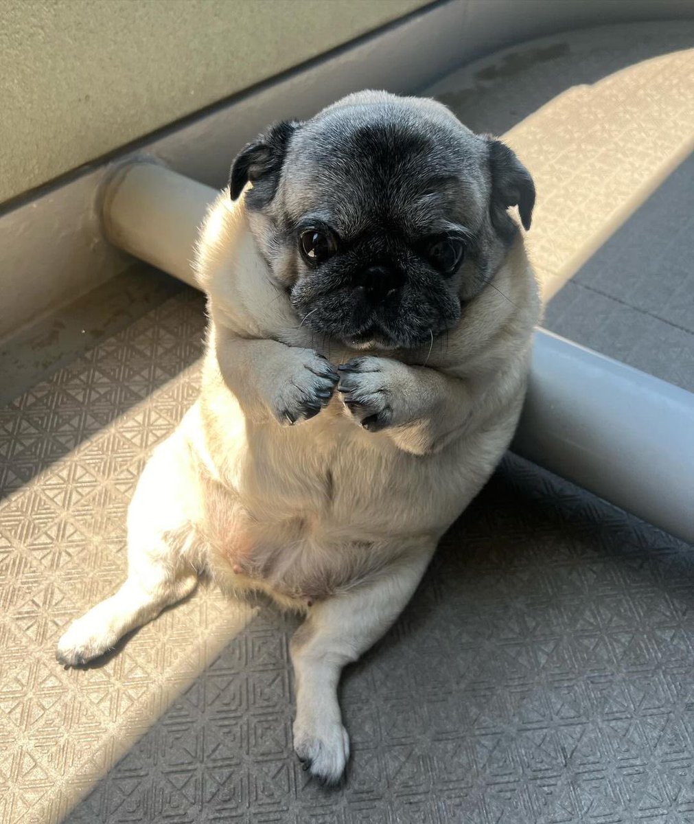 dog_rates's tweet photo. This is Sakura. She knows she already had dinner. But would like to politely inquire about second dinner. 13/10 https://t.co/grRQs2PyhM