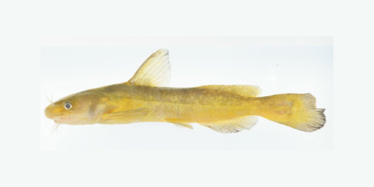 Fish in the News tweet media