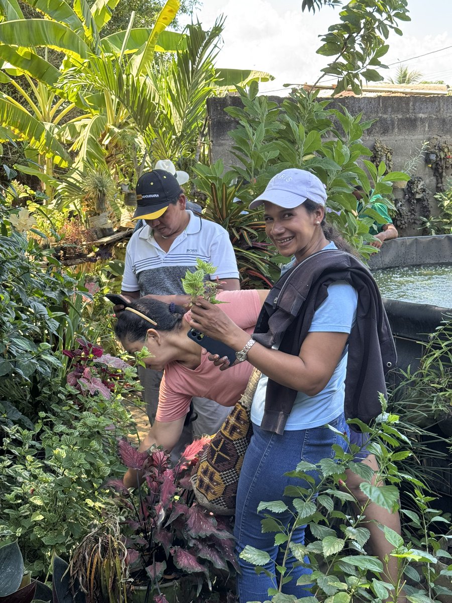 JJLN0468's tweet photo. Campesin@ a campesin@:  @asprocig lo hace posible. Los #ABIF son una oportunidad real para la transición socioecológica basada en la estética y la biodiversidad. 
@FondoAdaptacion @PnudColombia https://t.co/z2meMFOPsN