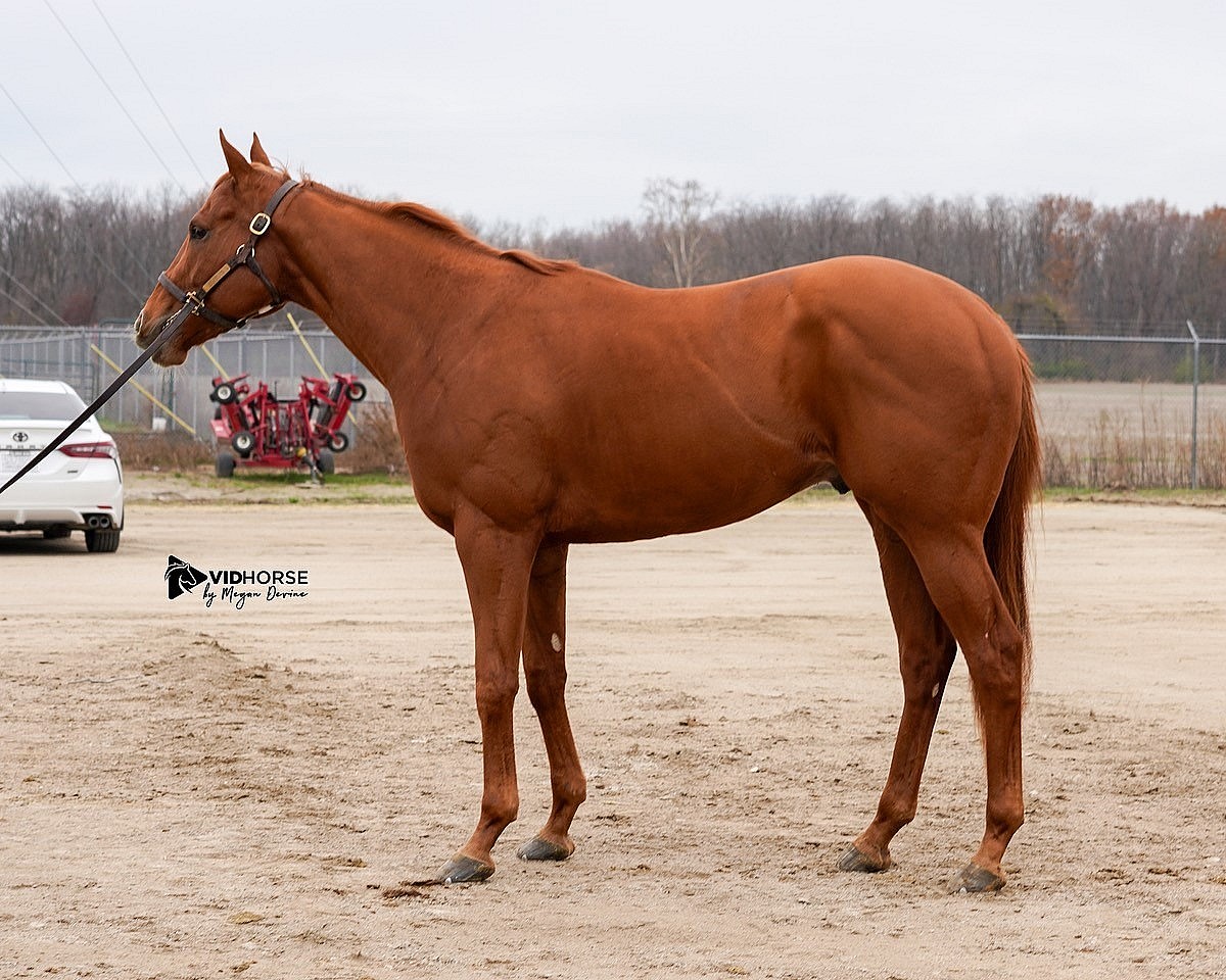 Fotos gratis : blanco, animal, cabra, semental, melena, fauna, de cerca,  llama, Cabras, bigotes, hocico, ojo, Animales, cabeza, vertebrado, Camello  como mamífero, Caballo como mamífero, Mustang caballo 5184x3456 - - 956017  - Imagenes gratis - PxHere, image size:1200x960