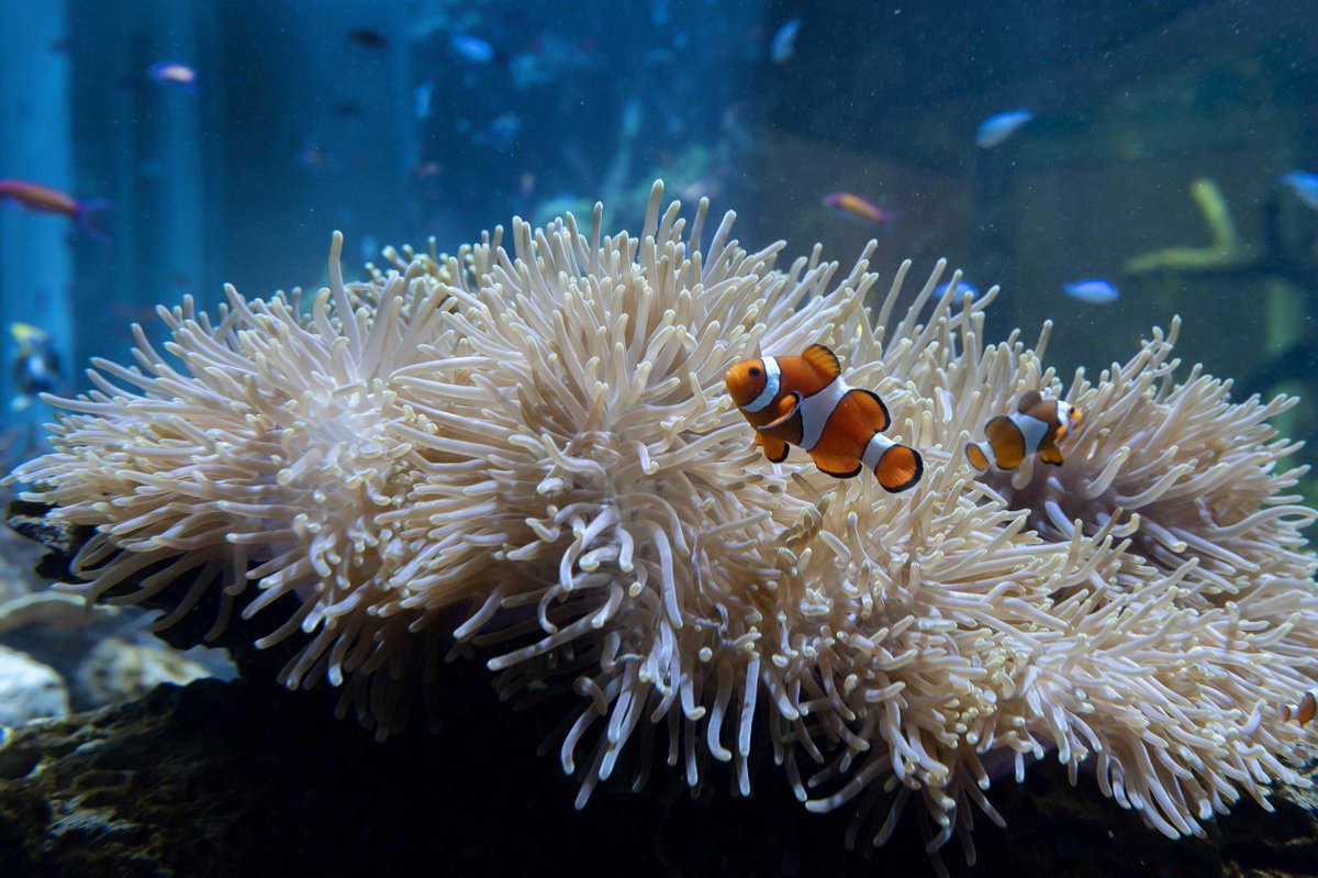 wttw's tweet photo. For only the third time in its nearly 100-year history, Shedd Aquarium unveils a new exhibit in its grand rotunda.

“WOW” = Wonder of Water highlights the equal importance of saltwater and freshwater ecosystems.

https://t.co/VsljTpjhOj https://t.co/S6DbwhwSV5