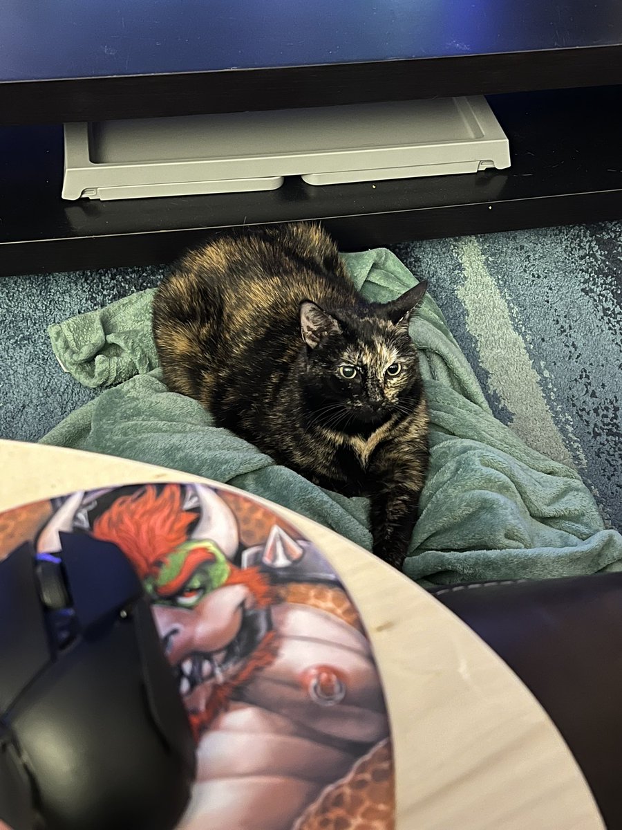 cozy cat alert!! 🚨 (ignore my mousepad)