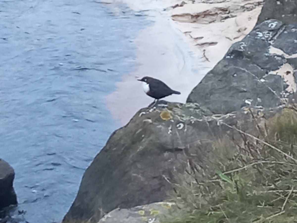 Roddy Murray tweet media