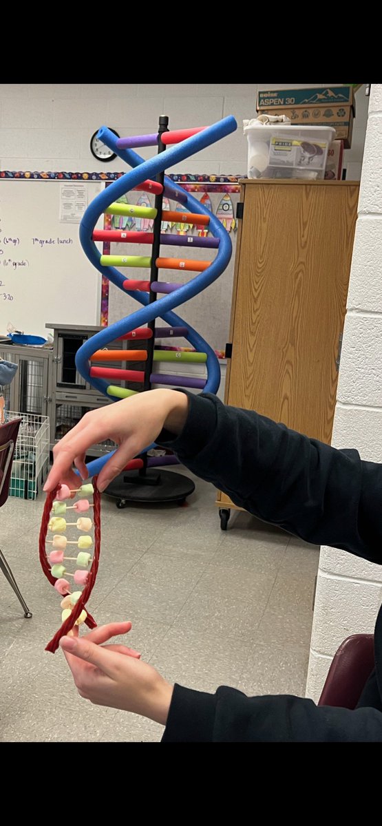 MMS_WOLVES's tweet image. 🧬🍬 Mrs. Hall’s 7th graders applied their DNA structure knowledge during the Sweet DNA Lab! Using candy, they created models of DNA to see science in action. What a fun and tasty way to learn about genetics! Great job, everyone! 🍭👩‍🔬

#STEMInAction #LearningIsSweet