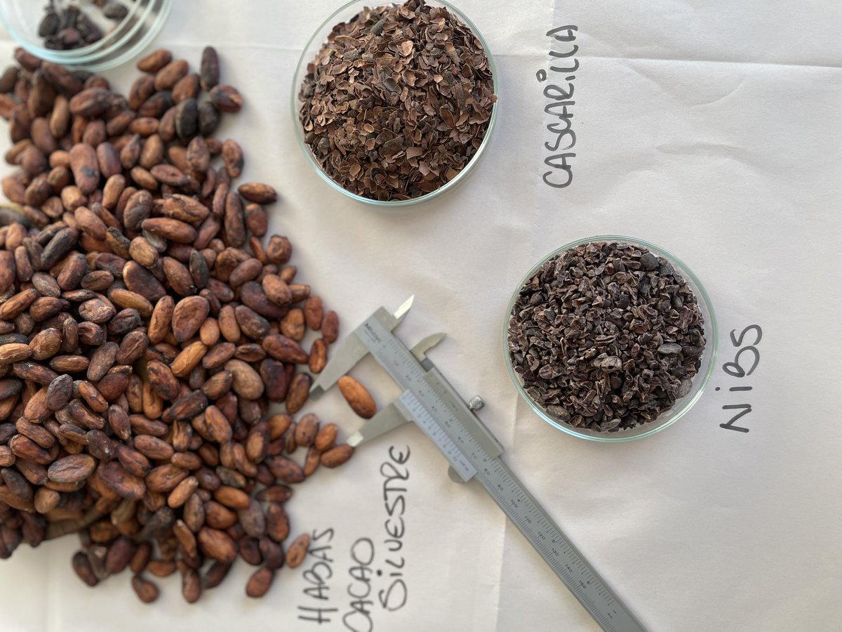 danicubu's tweet photo. 🔖Theobroma Cacao – Habas de cacao silvestre boliviano #Amazonia 

Gracias @ChocolateBaure por colaborarme en esto 😉 

Recolección Silvestre y Orgánica Certificada #EC y #NOP 📜

CacaoSalvaje #Alimentos #ProtecciónBiodiversidad
 #PracticasdeDesarrolloSostenible #ManosBolivianas https://t.co/caw1VsIIs2