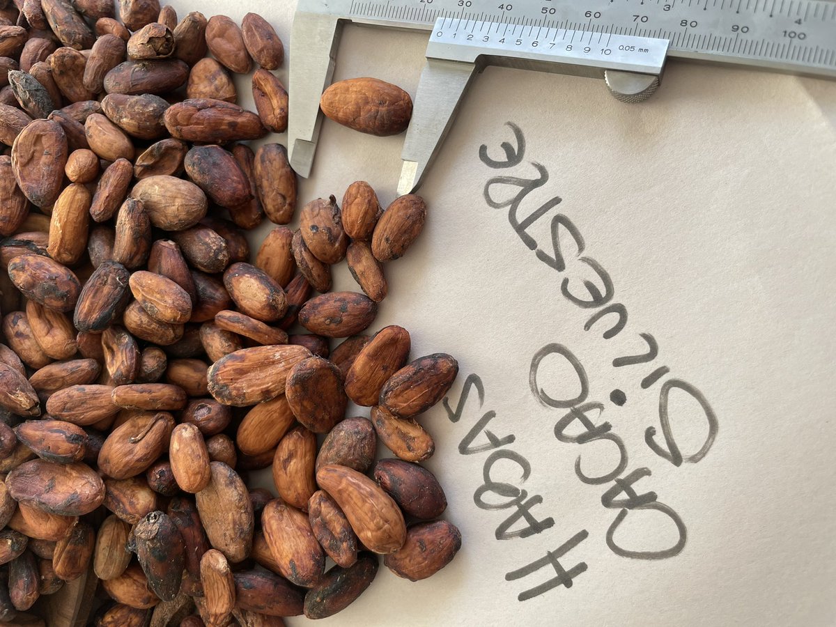 danicubu's tweet photo. 🔖Theobroma Cacao – Habas de cacao silvestre boliviano #Amazonia 

Gracias @ChocolateBaure por colaborarme en esto 😉 

Recolección Silvestre y Orgánica Certificada #EC y #NOP 📜

CacaoSalvaje #Alimentos #ProtecciónBiodiversidad
 #PracticasdeDesarrolloSostenible #ManosBolivianas https://t.co/caw1VsIIs2