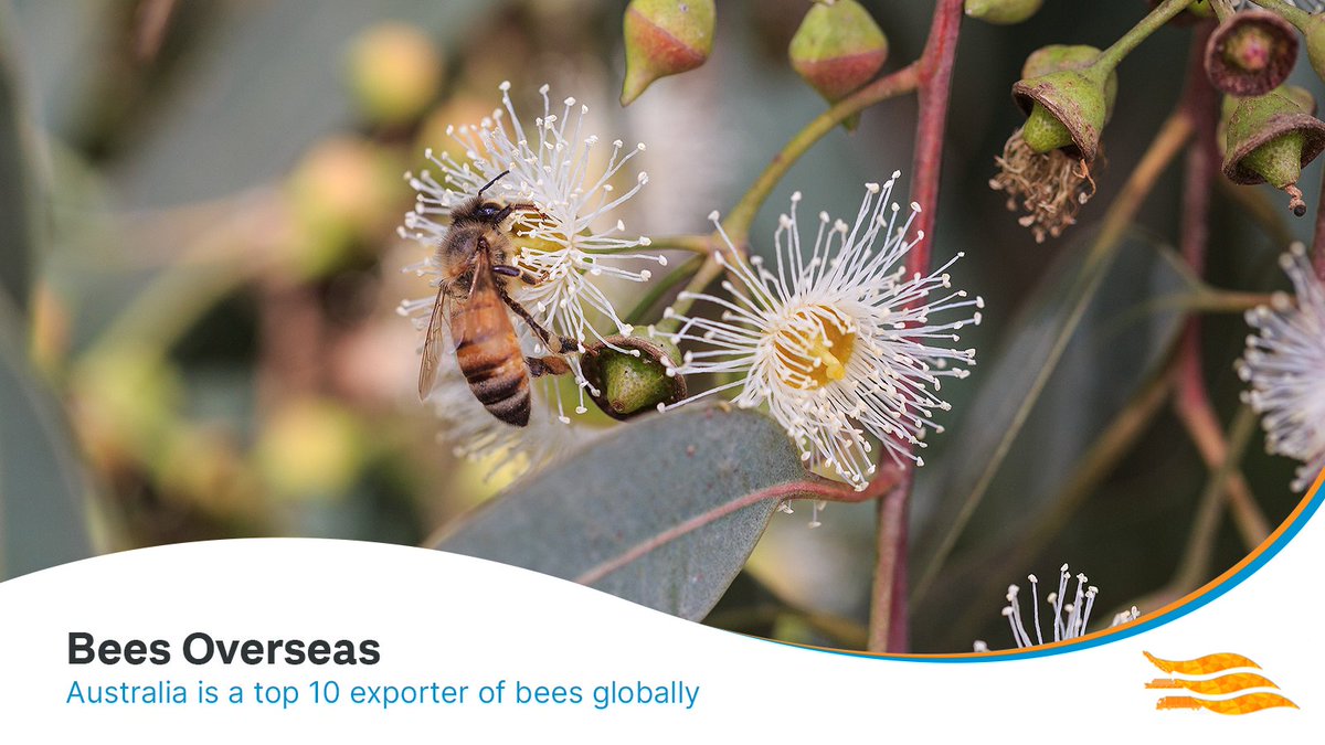 EES_Shipping's tweet photo. Australia exported almost $3 million worth of live bees to Canada in 2023, buzzing us into the top 10 bee exporters in the world.

For more buzz on Australian exports, and biosecurity matters, visit https://t.co/Vte2h1QlRB https://t.co/k9MlrHtV82