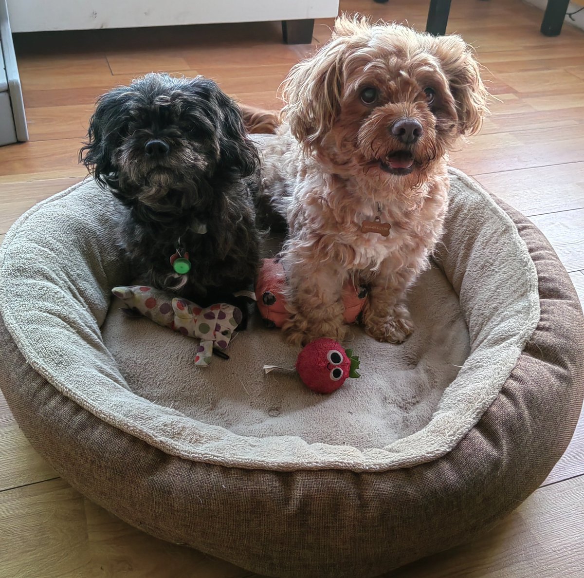 TdmAna's tweet photo. @Viri_Rios @AsiNoEs_Libro Hola aquí nuestros pequeños Lilo y Laiser. 
Saludos @Viri_Rios
Te sigo en Twitter, Instagram https://t.co/3fNSrOZpMo