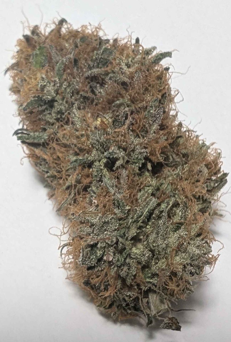 SocalSeedVault's tweet photo. 🔥 The Great Grow Off 2024 🔥 

Project: Holy Water F2 by SSV.  

Last chance to vote for DreamnFox!!! - https://t.co/IS4m2lz0En… 

Thank you  for checking it out. So many votes have come in. Respect. B ~ SSV https://t.co/FOXaQGG2NA