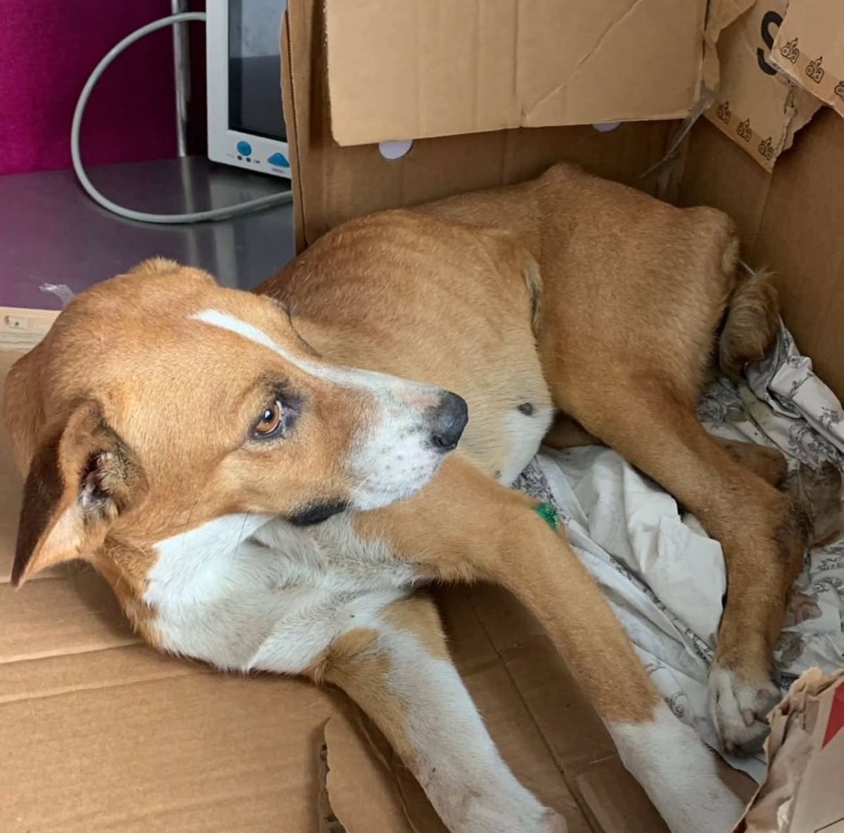 opabichos's tweet photo. Bia noite pessoal!! Essa é a bibi, ela foi resgatada de um atropelamento. Foi feito o raio x e não tem fratura, mas está com piometra e muita bicheira. Precisamos da ajuda de vcs. Pix:436.856.416-20 https://t.co/QT3cYBhh4m
