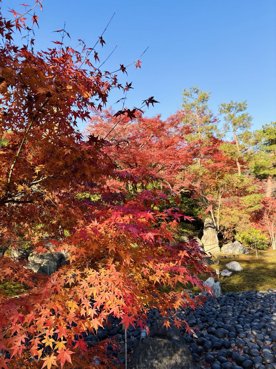 紅葉の特別拝観１２月１５日（日）まで延長しています。

#宝厳院　#嵐山　#紅葉
#京都紅葉　#京都の紅葉
#そうだ京都行こう