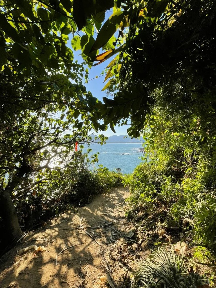 wopogGGGGG's tweet photo. Walking through the lush green path, the vast expanse of the ocean comes into view. The tranquility and beauty of nature leave one feeling refreshed and uplifted. 🌊🌿😊 https://t.co/QwMUZSkpW1