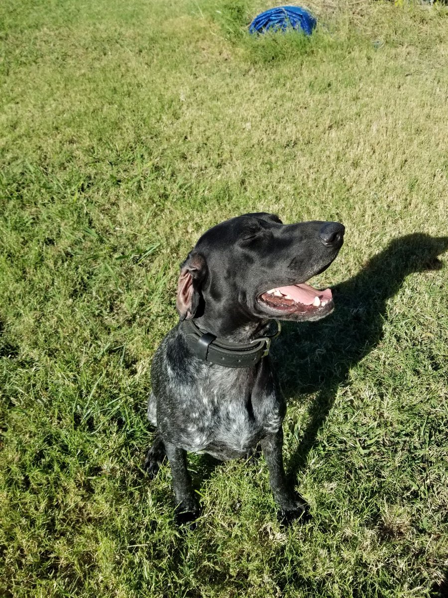 fortworthpd's tweet photo. It is with profound sadness that the Fort Worth Police Department announces the passing of K9 Ajax. 

The German short-haired pointer was a single-purpose narcotic service dog born in Hungary. His faithful service to the City of Fort Worth and the greater DFW area will never be forgotten. 

Ajax entered service to our department in 2017. His seven honorable years in the K9 Interdiction Unit led him to successful narcotics seizures and his positive impact on the community ensured the safety of countless lives. 

After the 2021 promotion of his handler, Ofc. Abrams, Ajax was reassigned to his current handler, Ofc. Lopez, to continue his mission of interdiction. Ajax's relentless courage and determination translated to his personal life as well, in which he overcame cancer and eventually returned to the service job he loved. 

He is survived by his two incredible handlers and will remain forever in our hearts as a shining example of the perseverance we've come to expect from our Fort Worth K9 family. 

Thank you, K9 Ajax, for your service and sacrifice. Rest in peace. We’ll take it from here. #NeverForget #K9Unit #FWPD