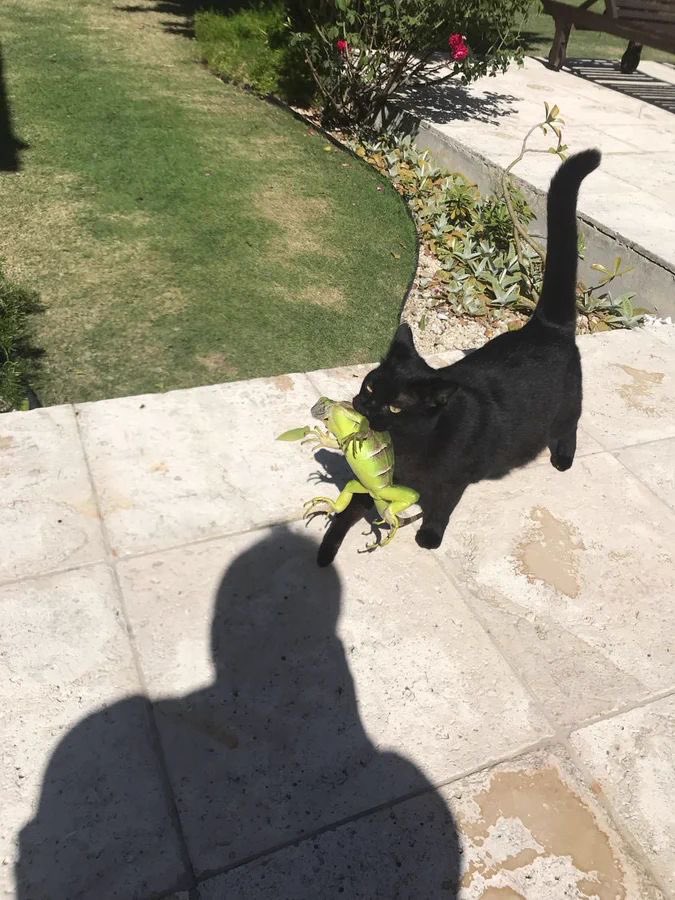 PunchingCat's tweet photo. he found a friend :) https://t.co/54c1ewSeh6