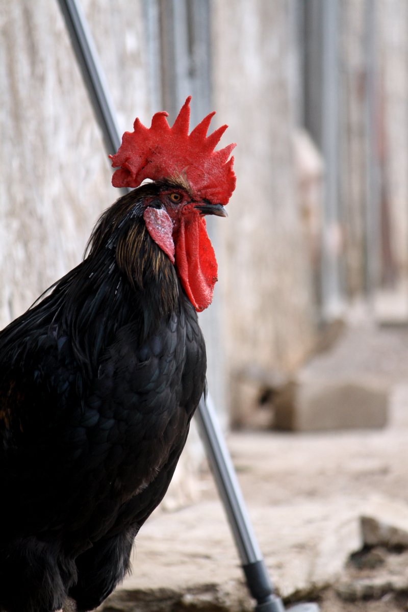 🐓💙 Dico os desea un día maravilloso 🐓🤎

#gallo #salvandopeludos #buenosdías #santuariosalvandopeludos